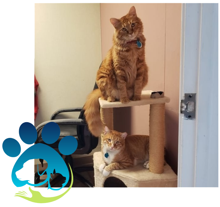 2 cats on tri-level cat playground