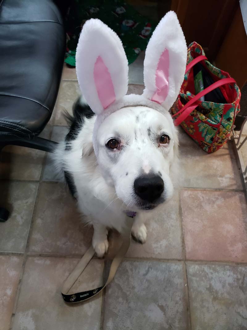 Dog wearing a rabbit cap