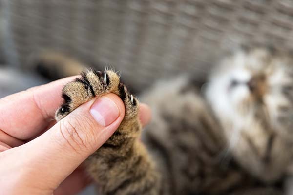 Declawing-and-nail-trimming
