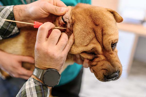 Ear-cleaning-and-treatment