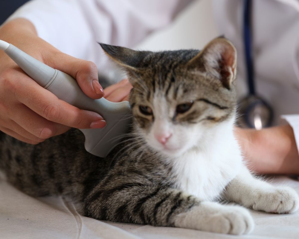 Cat Ultrasound