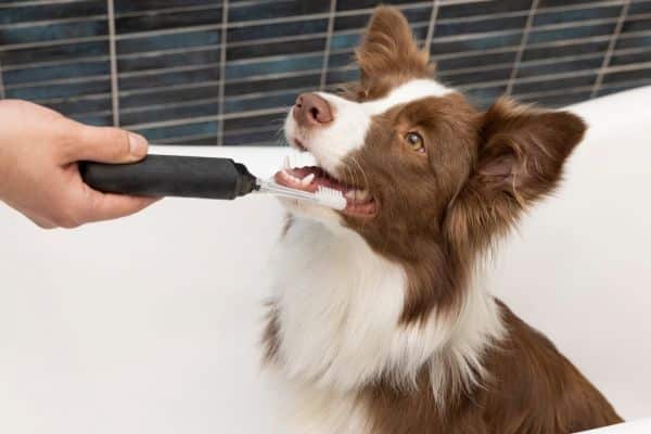 Dog dental care