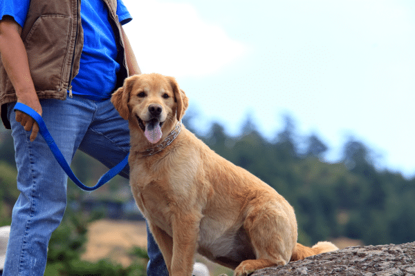 a dog sitting on a rock