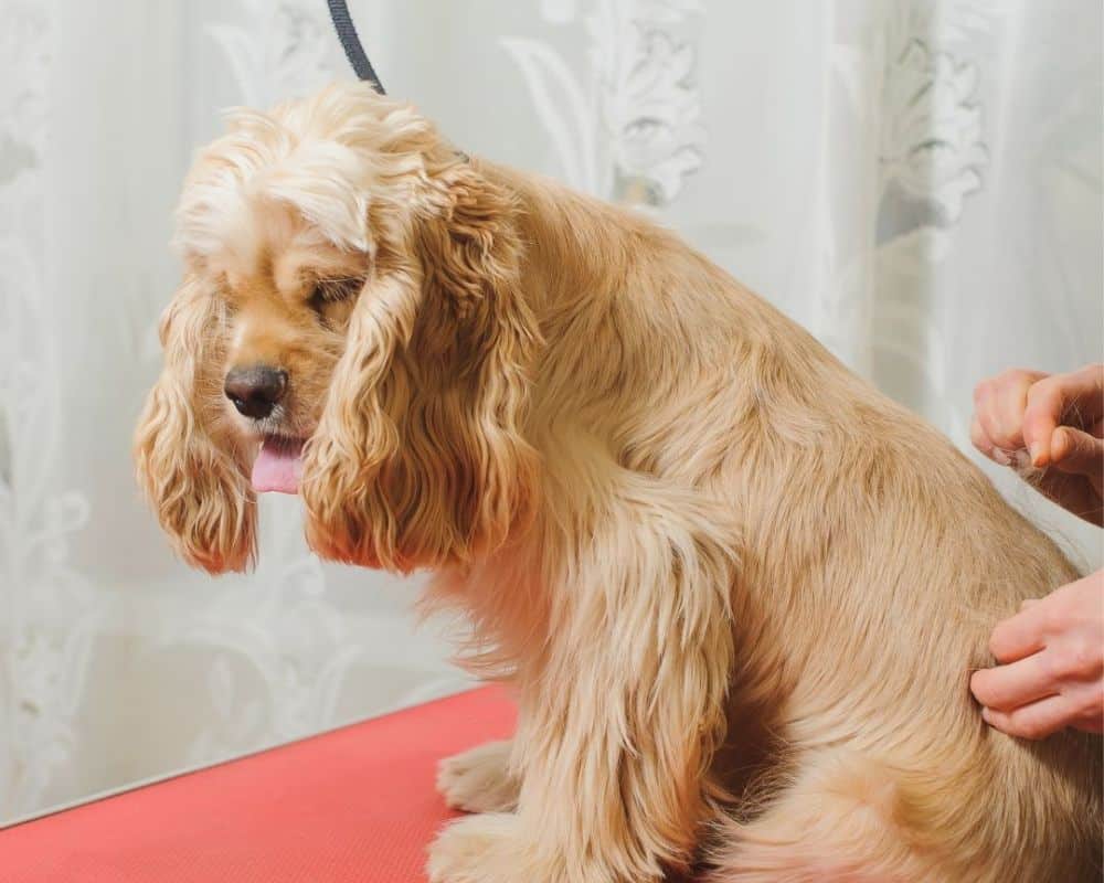 dog care