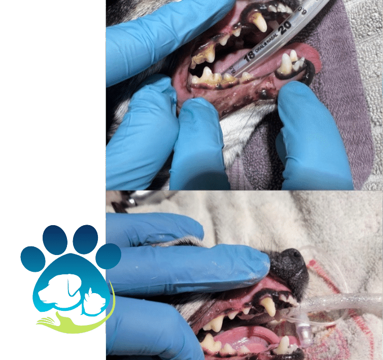 Pet Dentistry