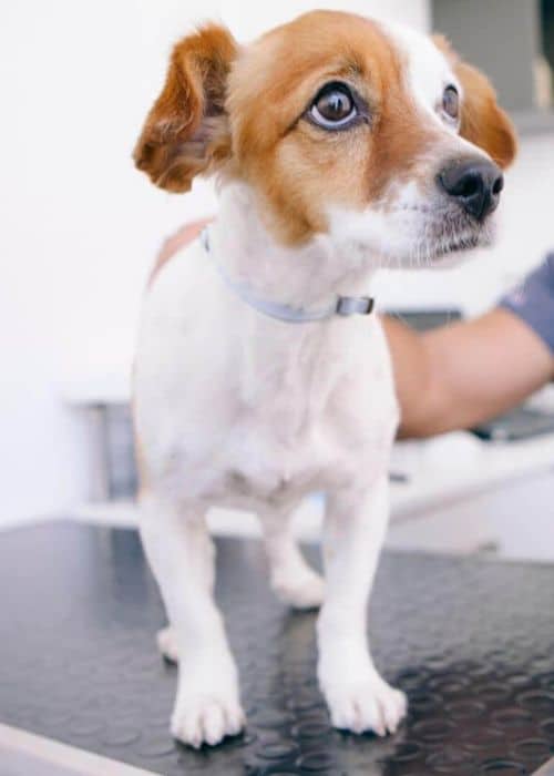 A vet examines a dog
