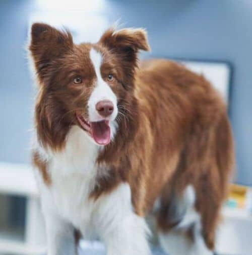 Pet Vaccine Pet Vaccine