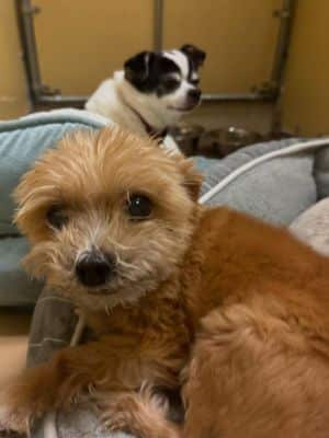 Two dogs resting on pet beds