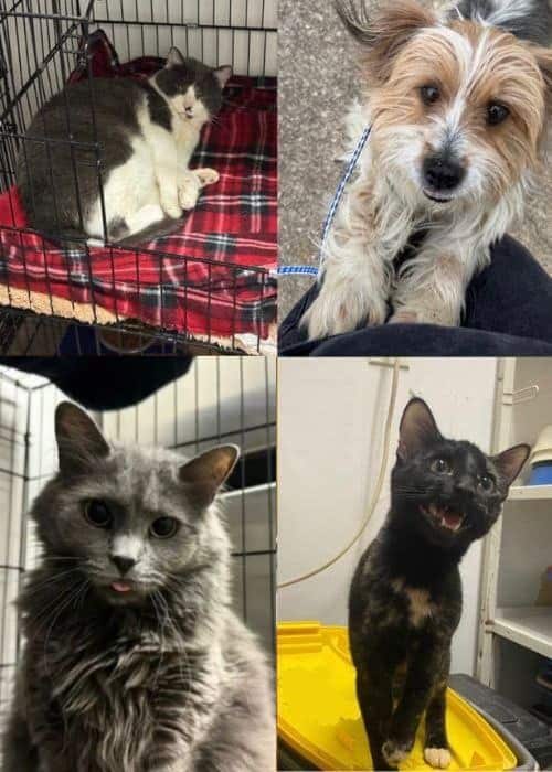 Pet Boarding collage